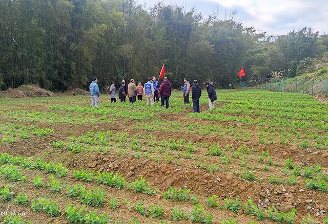 最新村委会种田动态报道，田间新篇章